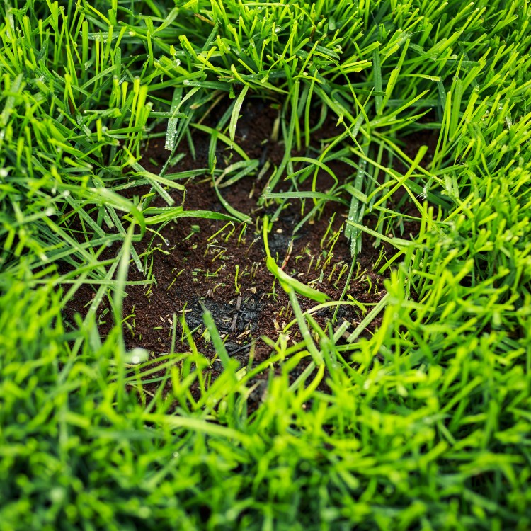 Lawn maintenance in Dubuque, IA Lawn maintenance in Dubuque, IA